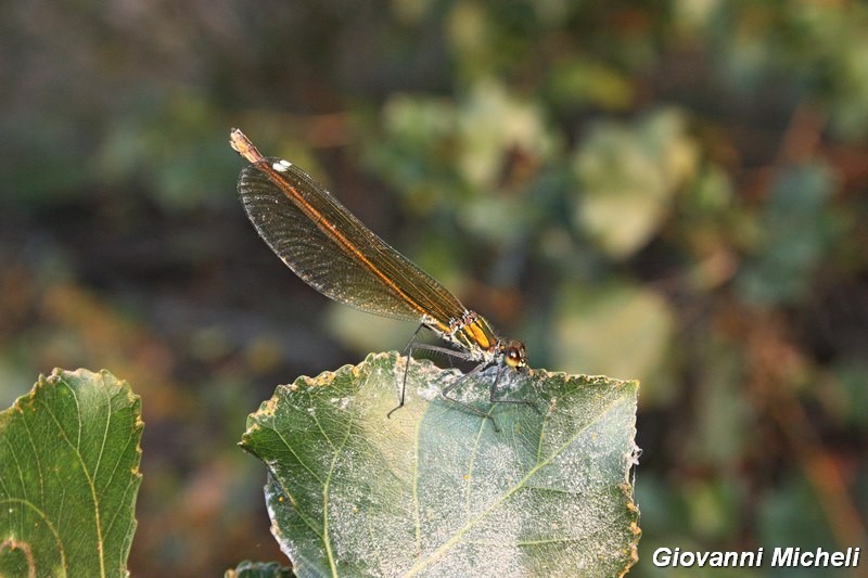 Odonati del Parco del Ticino